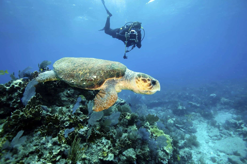 Negril Adventure Divers
 image 1