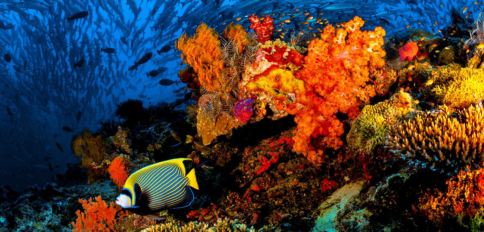 Coral Reef image 1
