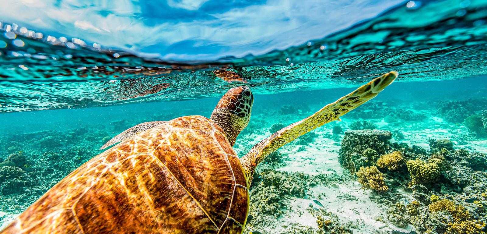 Coral Reef thumbnail 4